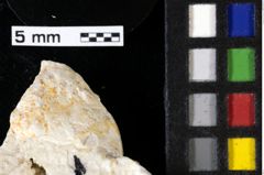 Foto (Detailansicht) von Decapoda indet. (NHMW-GEO-1990-0041-0127)